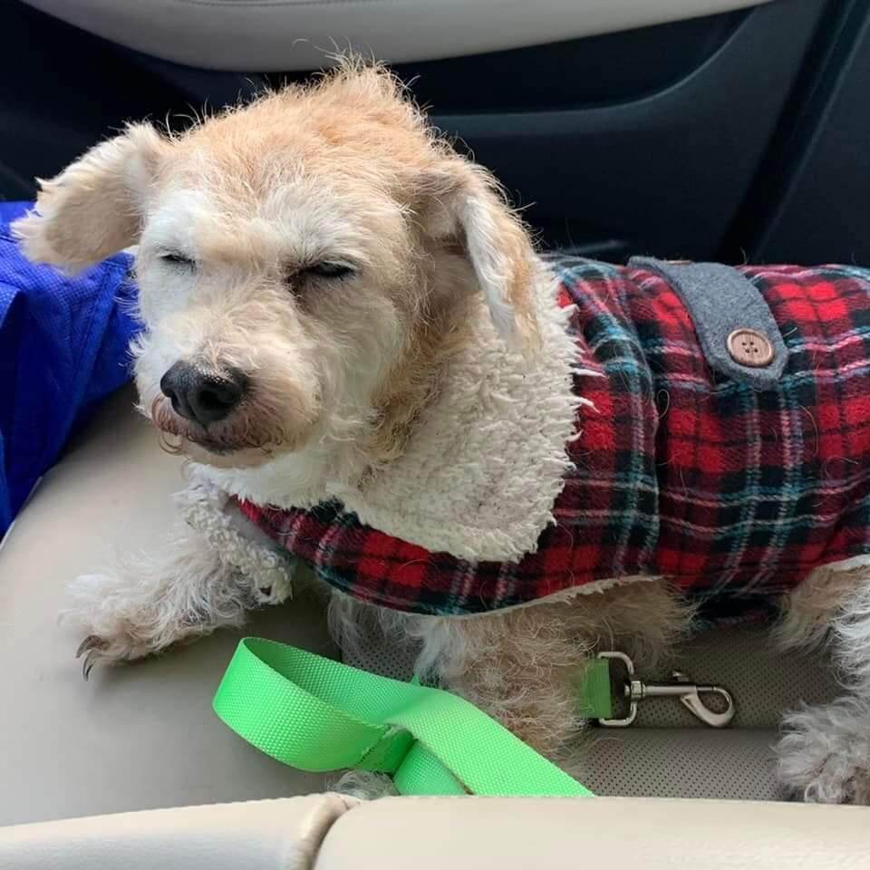 Irresponsible owner dressed her senior dog in Tartan plaid coat and then abandoned her on the streets of Houston