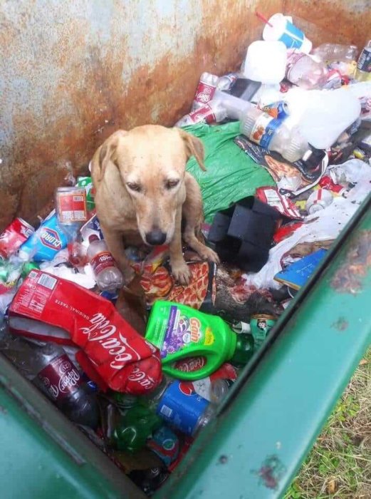 Some horrible person dumped terrified and pregnant dog in dumpster