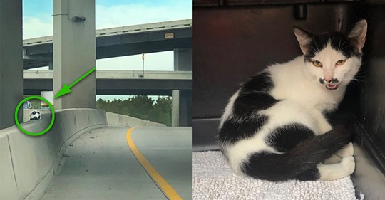 Mustached freeway kitten saved off busy Houston highway