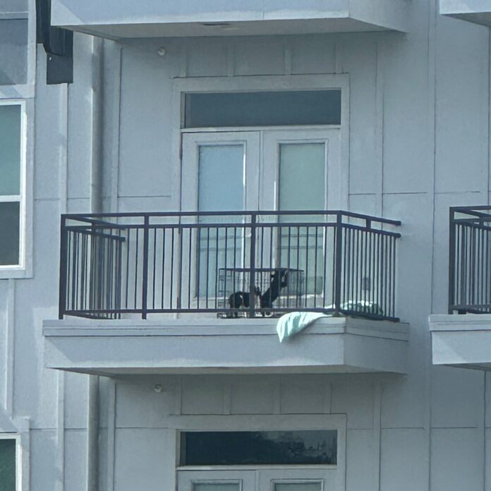 Two puppies left in wire cages on Houston balcony with no shade rescued