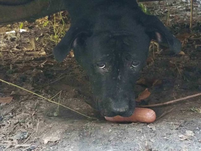 Rescuers free stray dog stuck under van for days