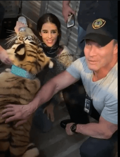 Nine-month-old Bengal tiger missing for nearly a week in Houston found safe