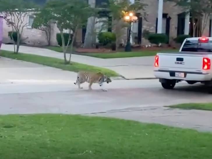 Bengal tiger cub spotted in Houston neighborhood still missing