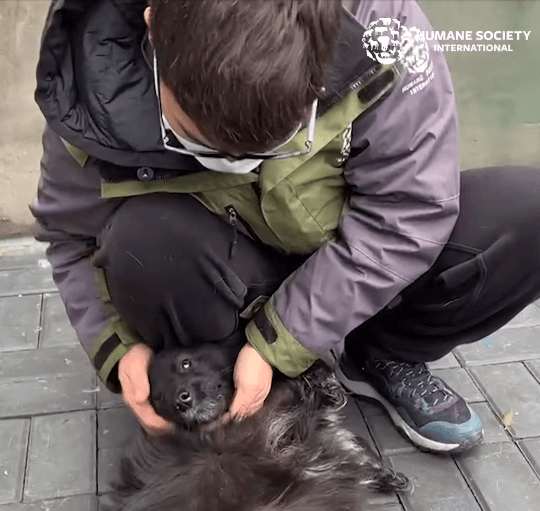 hsi-dogs-5