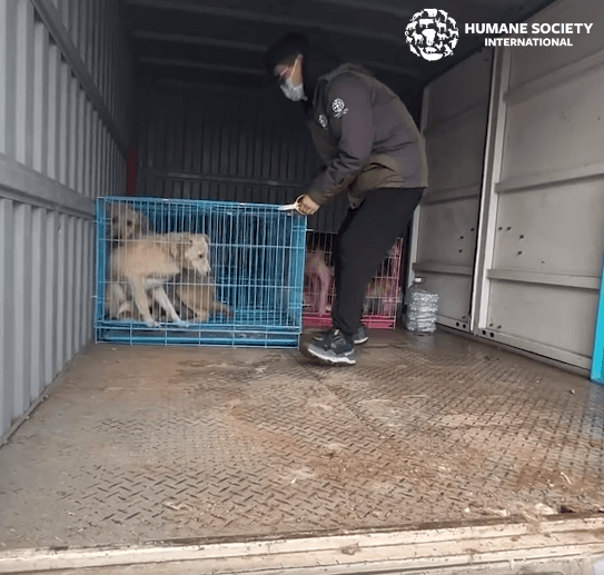 hsi-dogs