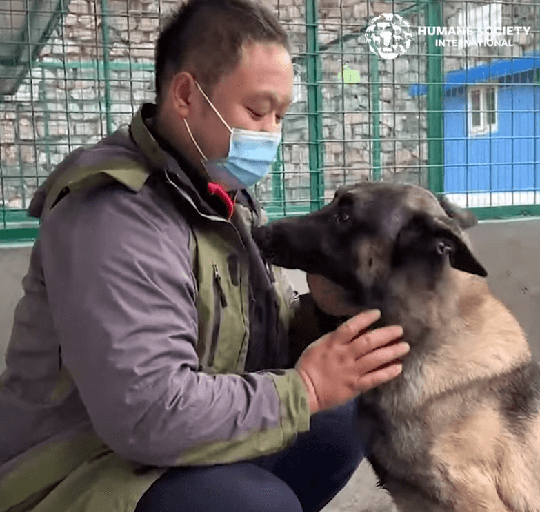 Humane Society International rescued 22 dogs at illegal China slaughterhouse