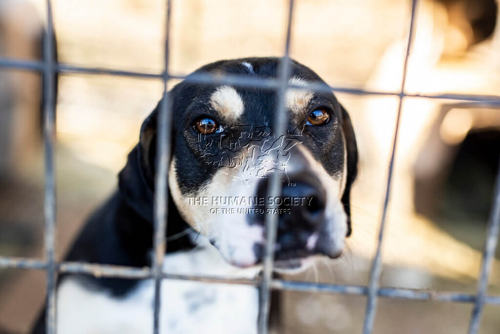hsus-40-dogs-1