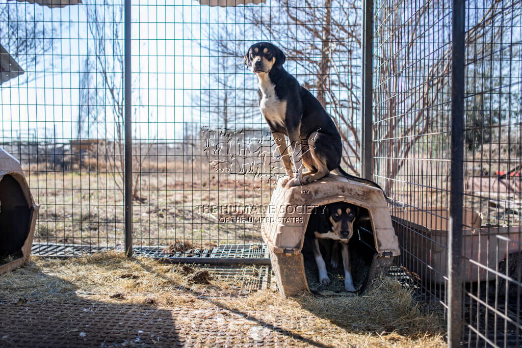 hsus-40-dogs-3