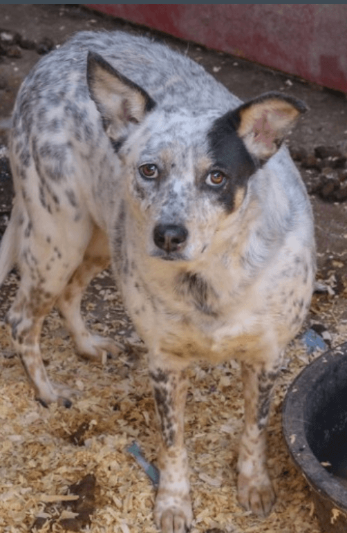 hsus-40-dogs
