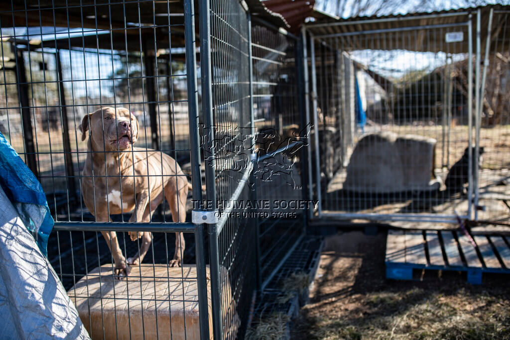 Nearly 40 dogs rescued in East Texas neglect situation
