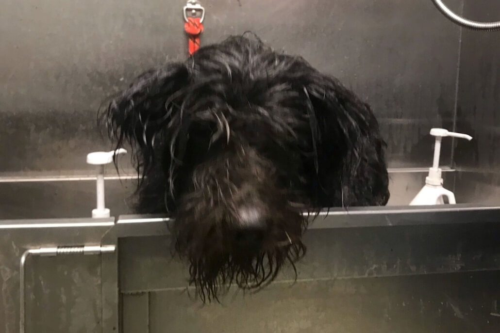 humane-rescue-alliance-mud-dog-2-1030x687-1