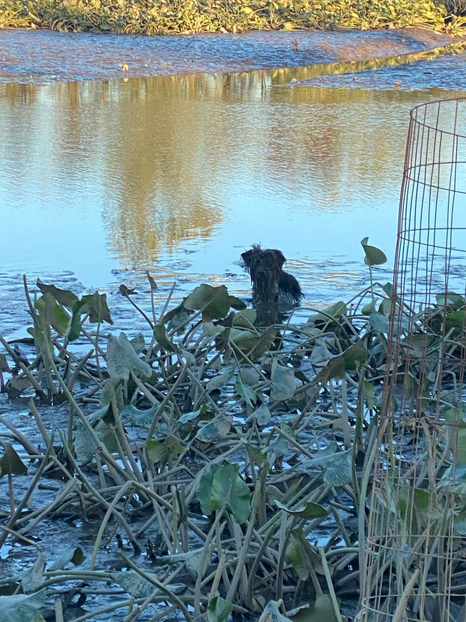 Officers rescue pup stuck in waist-deep mud at Washington D.C. park