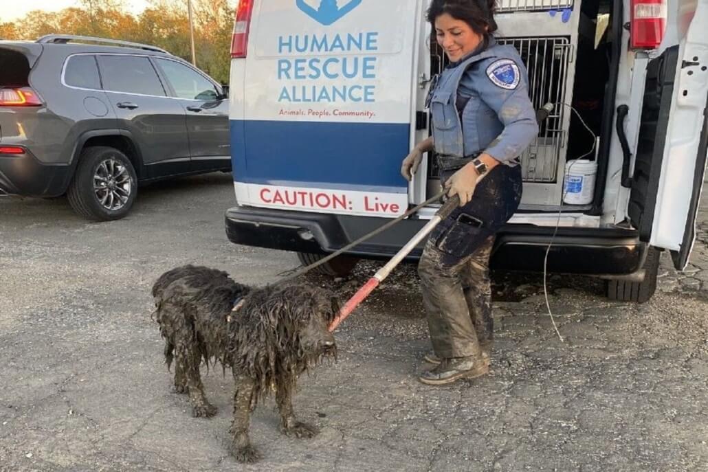 humane-rescue-alliance-mud-dog1-1030x687-1