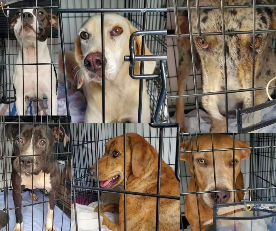 Humane Society of Louisiana hurricane