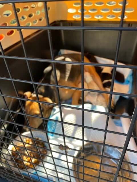 Humane Society of the Delta director facing 285 counts of animal cruelty: Help needed to care for dogs and cats