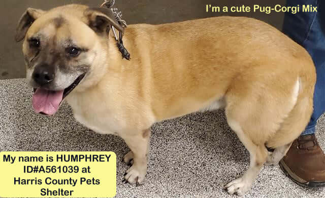 Puggle has no luck finding his owner or a home