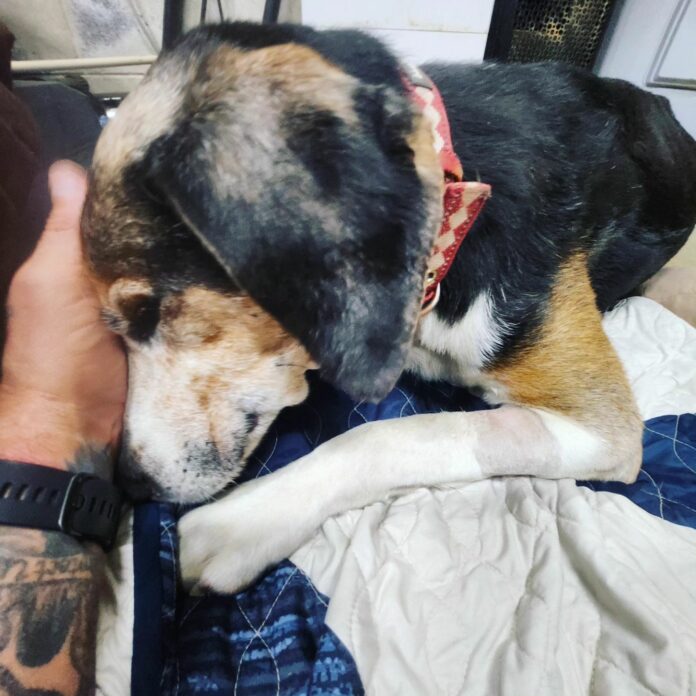 Pilot flies blind, elderly dog to Tennessee rescue for a second chance
