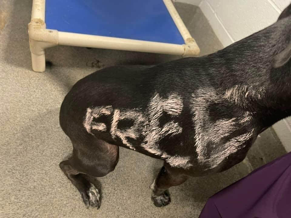 Sweetest pup comes into shelter with pink paint on her body that said ‘FREE’
