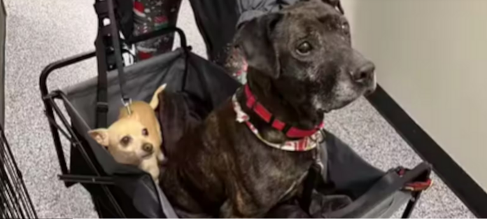 Disabled dog chained with frozen water bowl dies before adoption but his companion needs a home