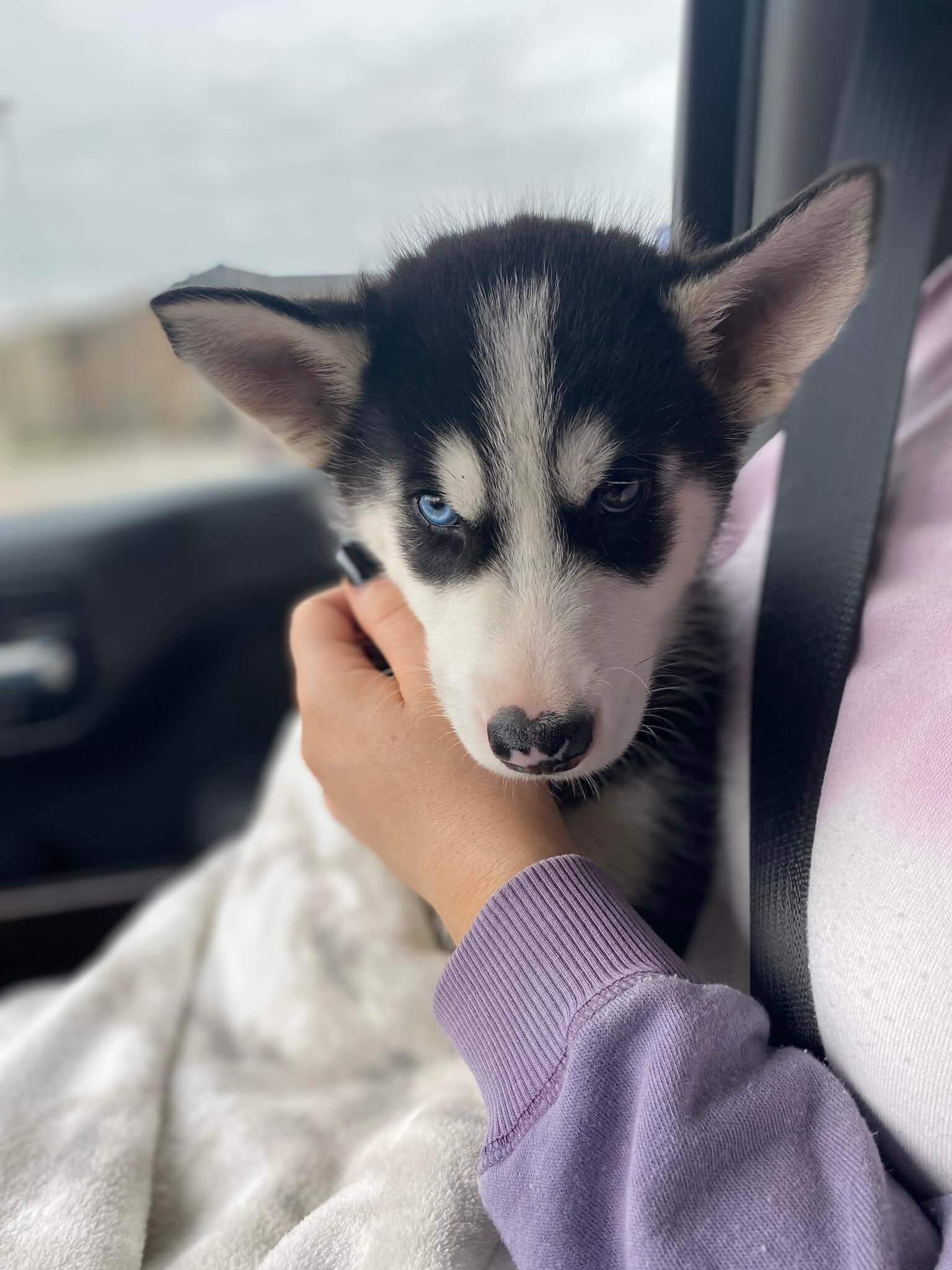 Hurt puppy