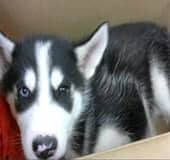 hurt-puppy2