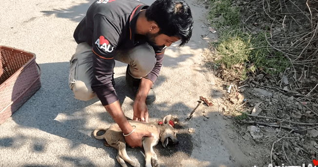 Neighbors called severely injured puppy ‘hopeless case’ but watch how rescuers changed his path