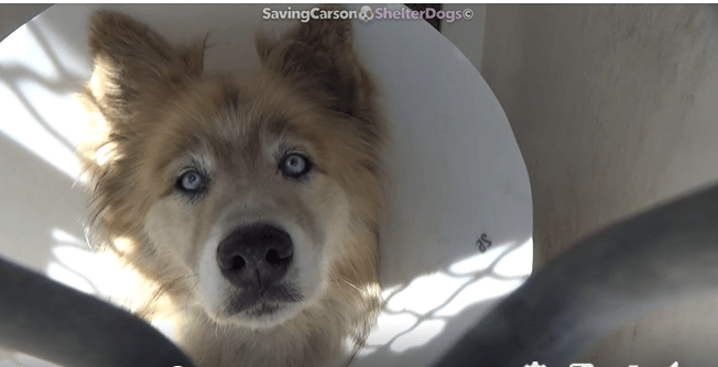 Beautiful husky stray needs his story shared to save his life from the shelter