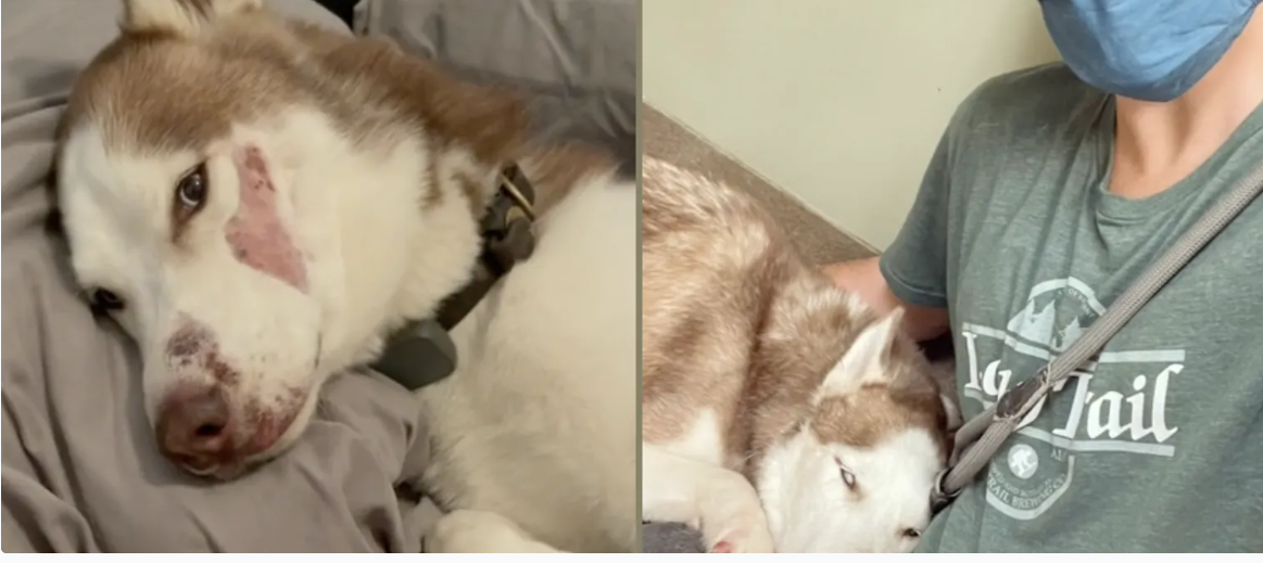 Husky rover sitter