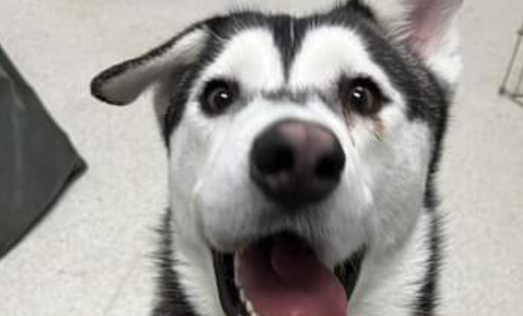husky-ugly-1-1030x622-1