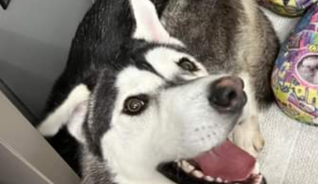 husky-ugly-2-1030x597-1