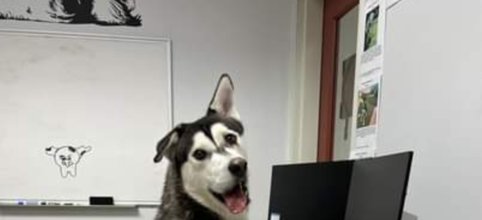 Husky ugly