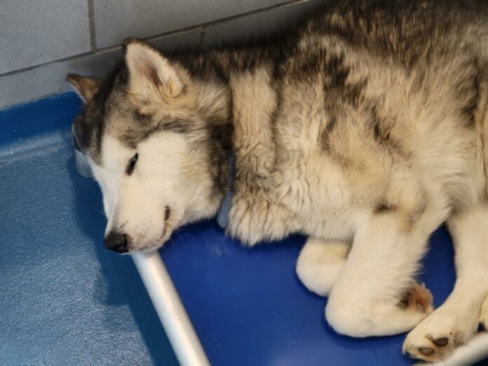 Handsome Siberian husky adopted for 2 days and returned to shelter now about to be euth’ed