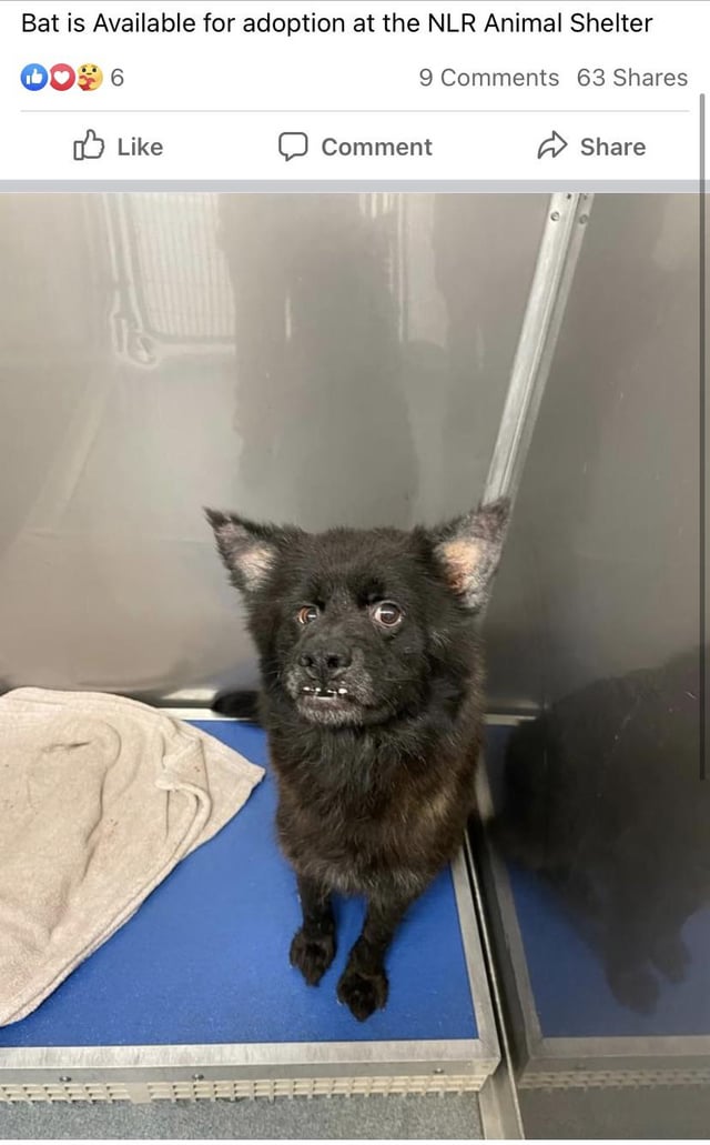 hychpi44kig81 r/WhatsWrongWithYourDog - This little derp-faced cutie is up for adoption in my town. If I didn’t already have two dogs, my feet would have wings on the way to the shelter. Meet Bat. A more apt name does not exist.