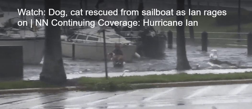 Good Samaritans rescue dog and cat in middle of Hurricane Ian