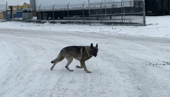 German shepherd finally rescued from freezing cold by St. Louis rescue
