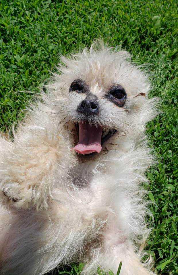 Not a single adoption offer for ‘ugliest dog’ Icy