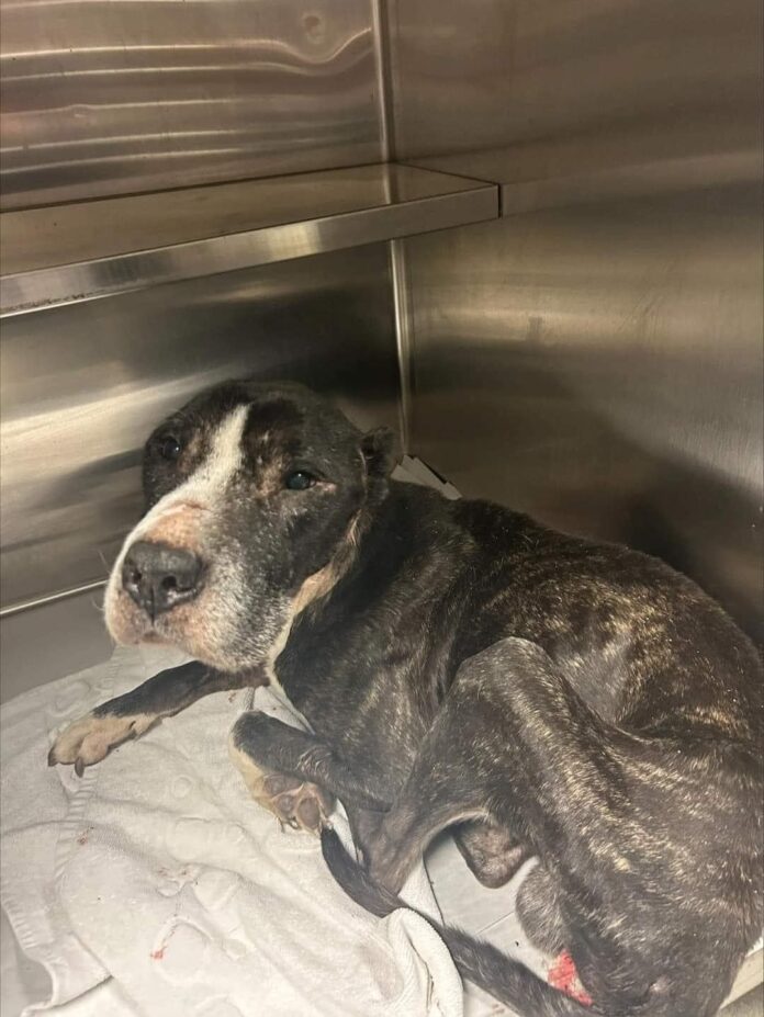 Emergency rescue: Kindest yet severely neglected dog betrayed by his human