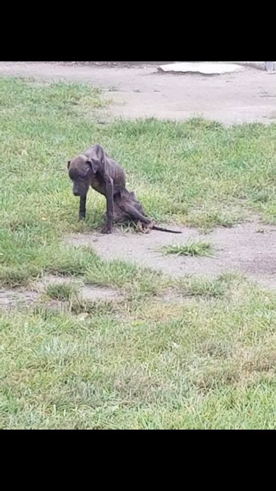 Urgent help needed as emaciated pup found in Chicago suburb park unable to stand