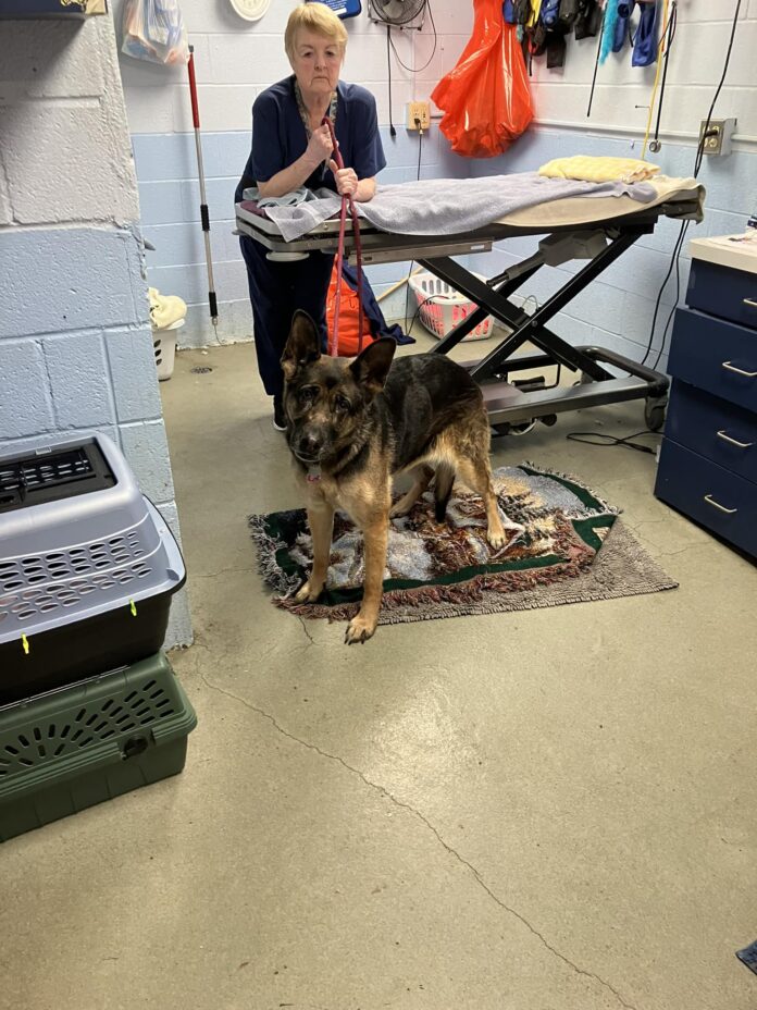 Senior German shepherd surrendered by family as ‘inconvenient living situation’