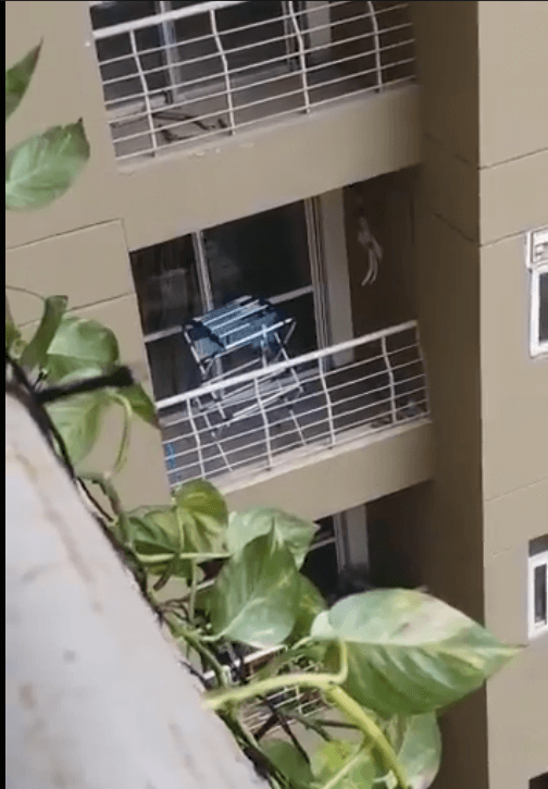 Brutal beating of 5-month-old Lab in India goes viral and ends in man’s arrest