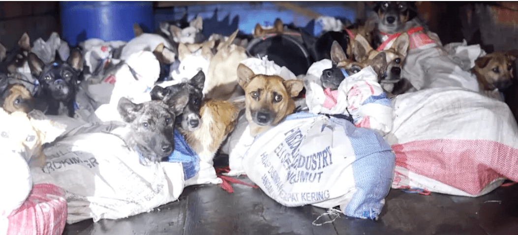 Rescuers save 53 dogs from the back of an illegal slaughter truck in Indonesia moments before they were to be killed
