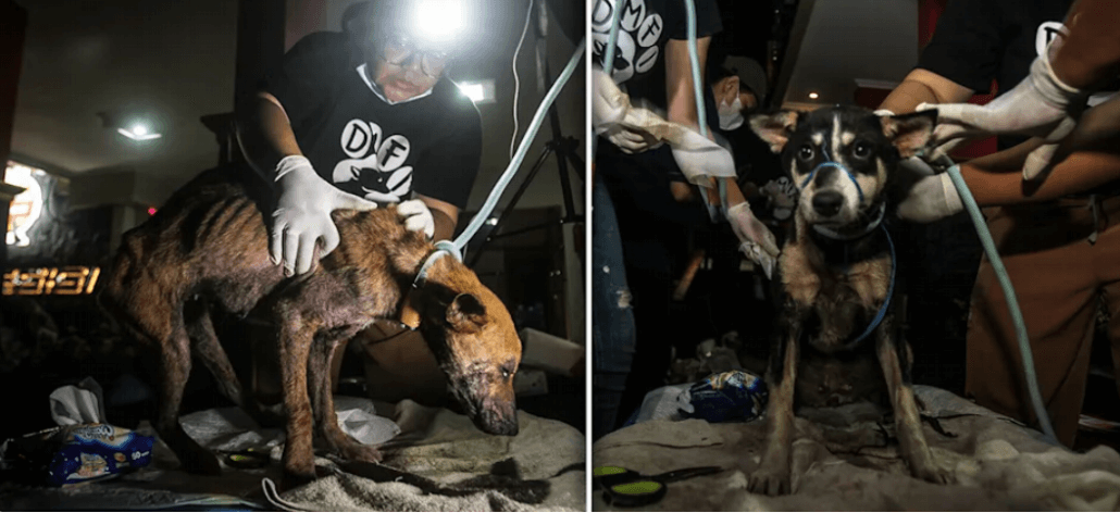 indonesia-dogs2-1-1030x472-1