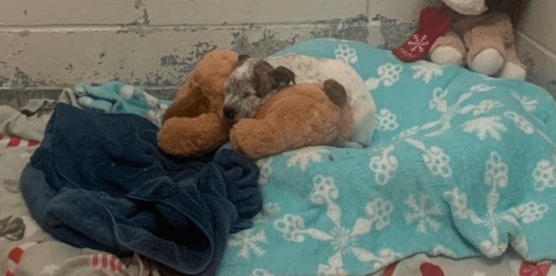 Five-week-old puppy found wrapped in towel and thrown into dumpster
