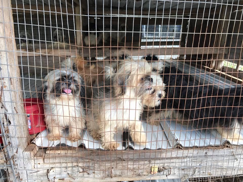 inhumane puppy mill Dogs seized from inhumane puppy mill