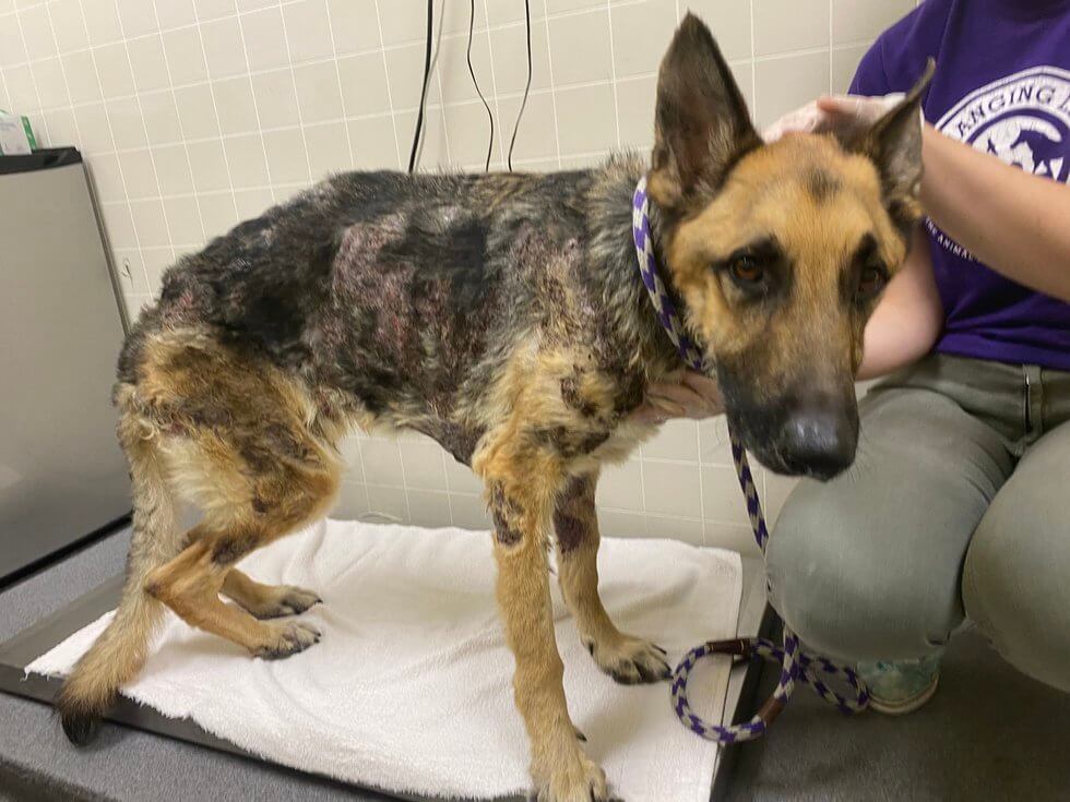 Owner of emaciated German shepherd with chemical burns charged with animal neglect