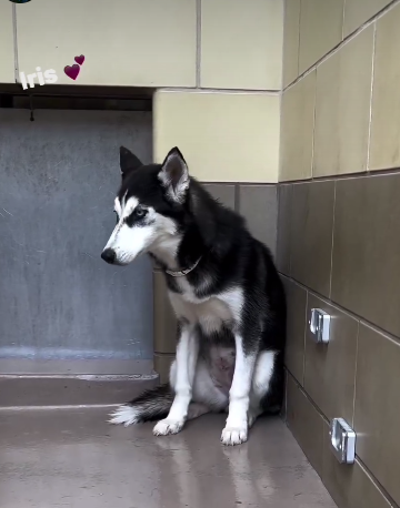 Frightened husky puppy with treatable runny nose condemned to die at shelter