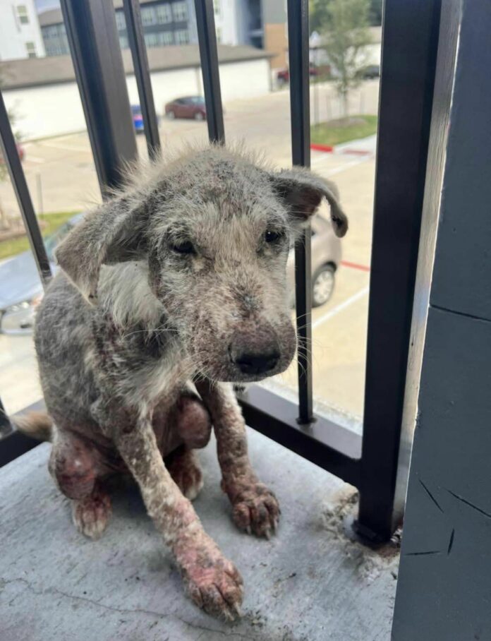 13-week old puppy abandoned and left to suffer headed to a new life thanks to Houston rescue