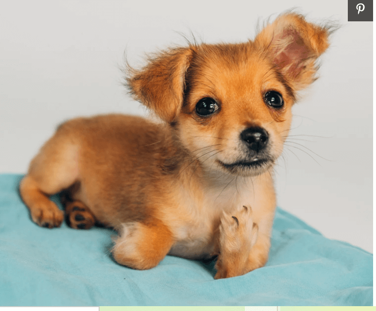 Puppy born without legs and abandoned by breeder ready to be adopted and live her best life