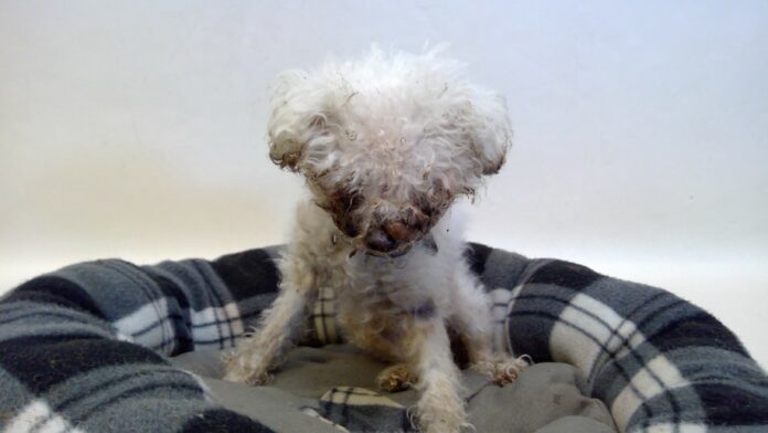 Heartless owner deserted 18 year old senior at shelter and does not deserve the love of a dog again