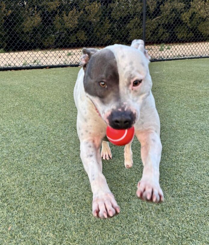Sweet Ivy with missing foot had ‘life of no love’ and you could be the one to change all this